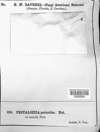 Pestalotia pezizoides image